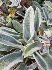 Stachys germanica