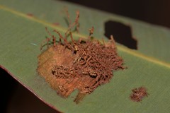 Hypertropha