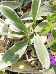 Stachys germanica