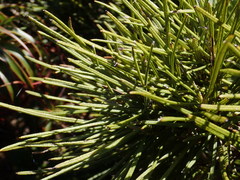 Olearia crosby-smithiana