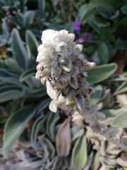Stachys germanica