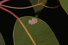 Hypertropha