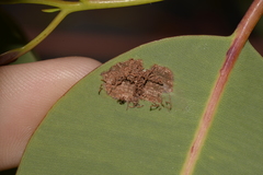 Hypertropha