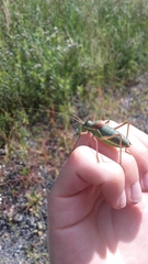 Ephippiger ephippiger