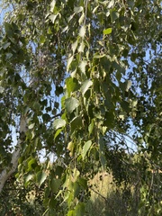 Betula pendula