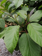 Alchornea