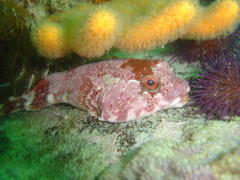 Chorisochismus dentex