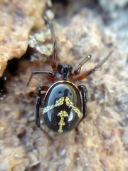 Steatoda ancorata