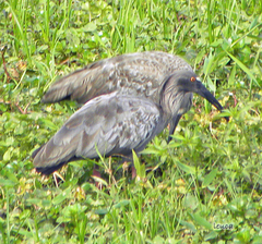 Theristicus caerulescens