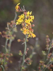 Parkinsonia texana