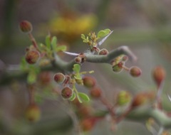 Parkinsonia texana