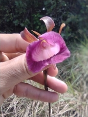Galeandra