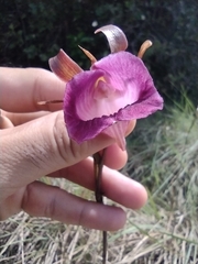 Galeandra