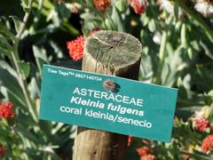 Kleinia fulgens