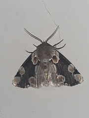 Thyatira mexicana