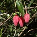 Crinodendron hookerianum - Photo (c) scott.zona, algunos derechos reservados (CC BY)