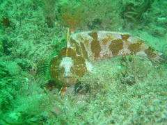 Mosaic Klipfish photo 3