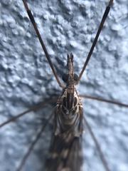 Tipula confusa