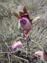 Galeandra