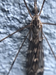 Tipula confusa