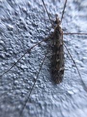 Tipula confusa