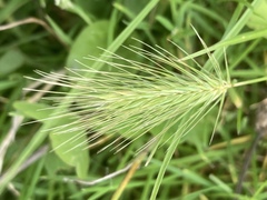 Hordeum marinum