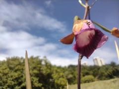Galeandra