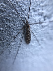 Tipula confusa