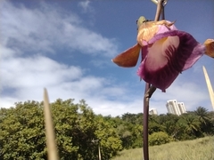 Galeandra