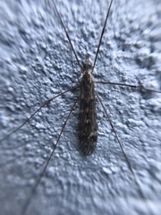 Tipula confusa
