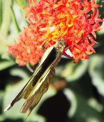 Belenois gidica abyssinica