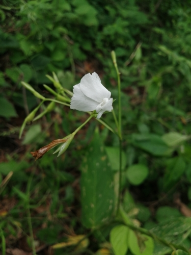 Sagú (Maranta arundinacea)
