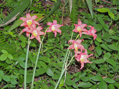 Cyrtanthus sanguineus sanguineus