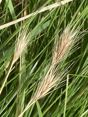 Hordeum marinum