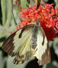 Belenois gidica abyssinica