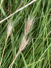 Hordeum marinum