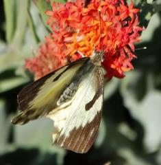 Belenois gidica abyssinica