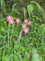 Cyrtanthus sanguineus sanguineus