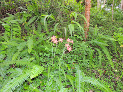 Cyrtanthus sanguineus sanguineus