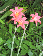 Cyrtanthus sanguineus sanguineus