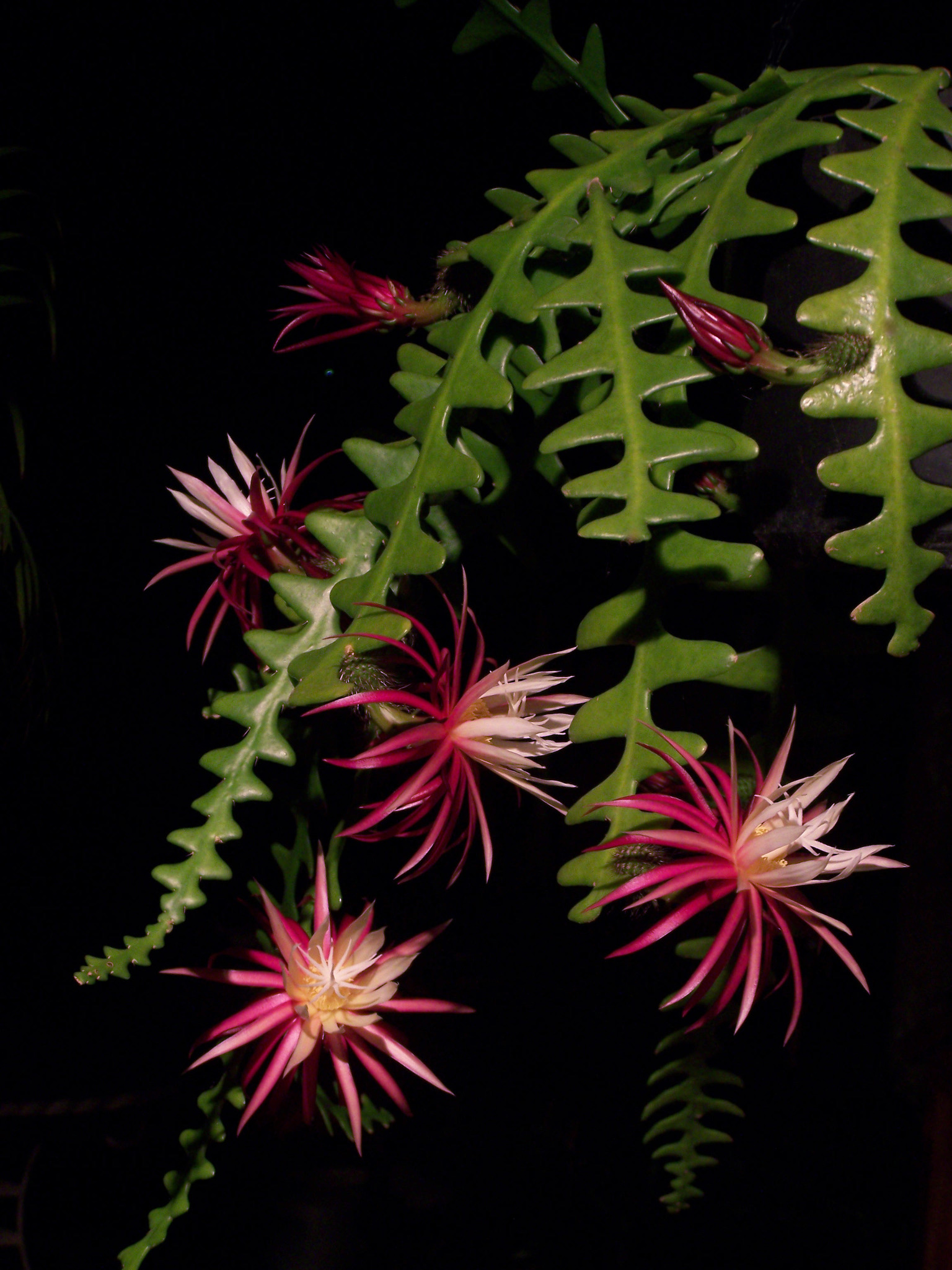 Rick Rack Cactus (Selenicereus anthonyanus)  iNaturalist