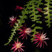 Rick Rack Cactus - Photo (c) Dracophyllum. Gordon K A Dickson, some rights reserved (CC BY-NC-SA)