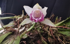 Cochleanthes