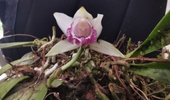 Cochleanthes