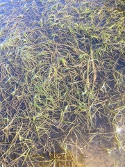 Zannichellia palustris