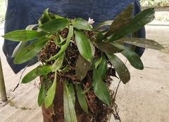 Cochleanthes