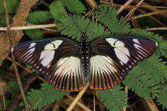 Pseudacraea lucretia expansa