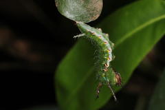Pseudacraea lucretia expansa