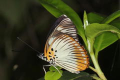 Pseudacraea lucretia expansa
