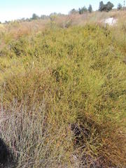 Diastella proteoides